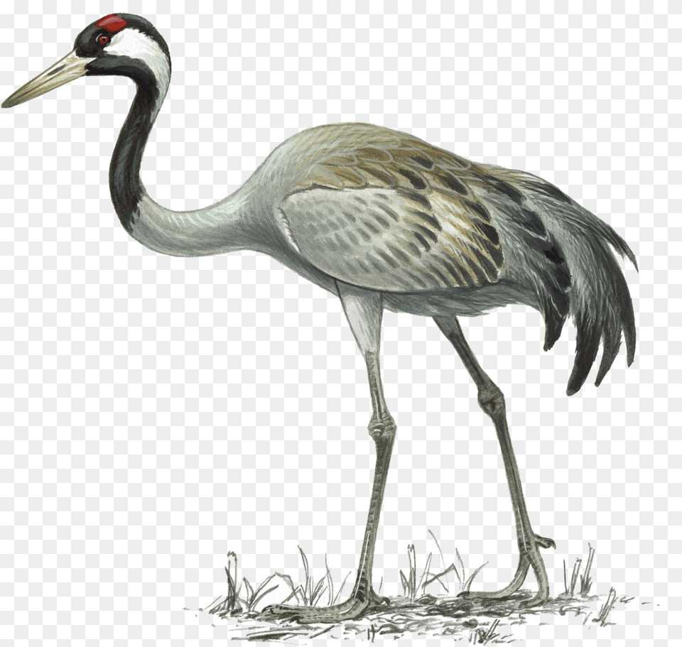 Crane Common Crane Illustration, Animal, Bird, Crane Bird, Waterfowl Png Image