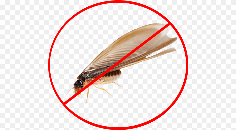 Crane Flies, Animal, Insect, Invertebrate, Termite Free Png Download