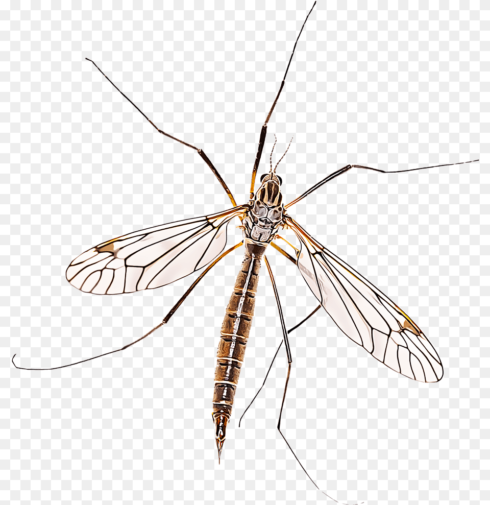 Crane Fly, Animal, Insect, Invertebrate, Mosquito Free Transparent Png
