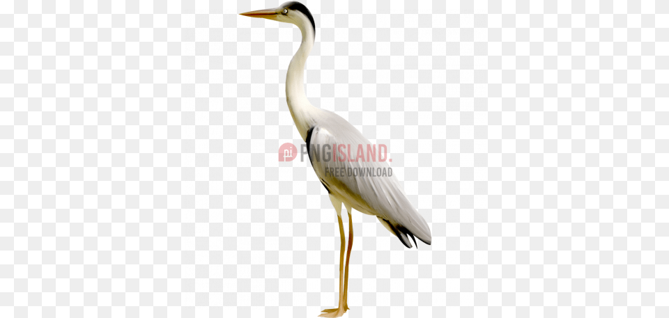 Crane Stork Bird Image With Background Crane Bird, Animal, Crane Bird, Waterfowl, Heron Free Transparent Png