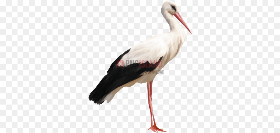 Crane Stork Bird Image With Stork, Animal, Waterfowl Free Transparent Png