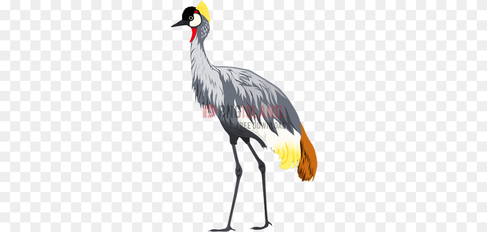 Crane Stork Bird Image With Background Crowned Crane Bird, Animal, Crane Bird, Waterfowl Free Transparent Png