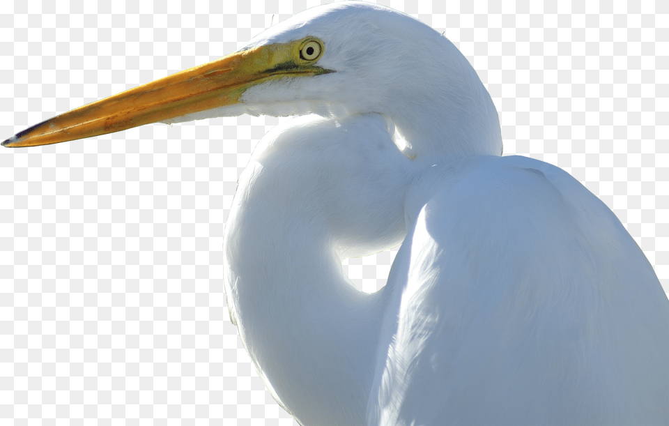 Crane Transparent Image Great Egret, Animal, Bird, Waterfowl, Crane Bird Png