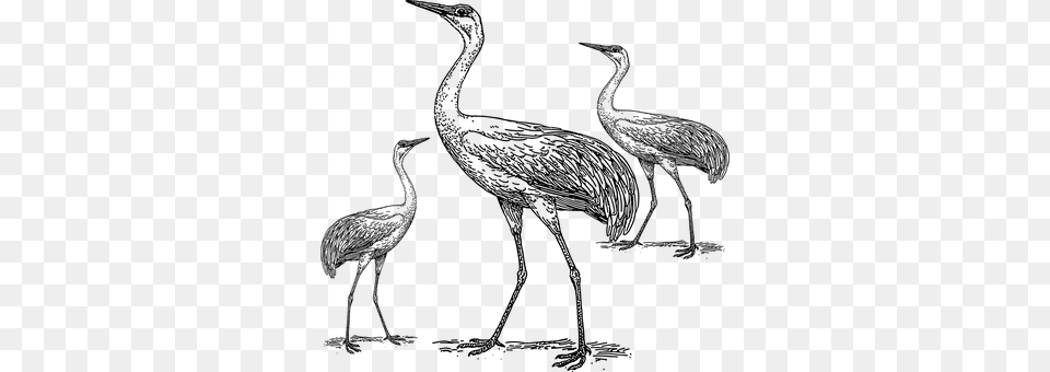 Cranes Gray Free Png