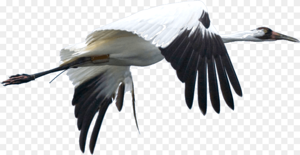 Cranes The Bird, Animal, Crane Bird, Waterfowl, Stork Free Transparent Png