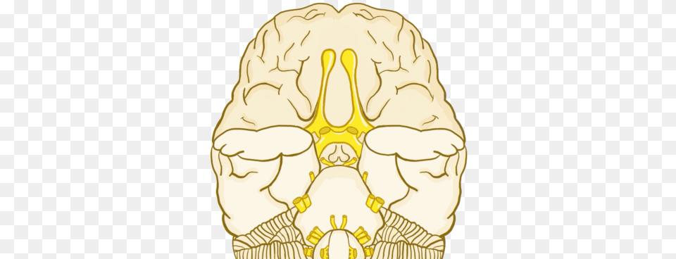 Cranial Nerves Are The Nerves That Emerge Directly Skull, Ct Scan, Person, Head Png