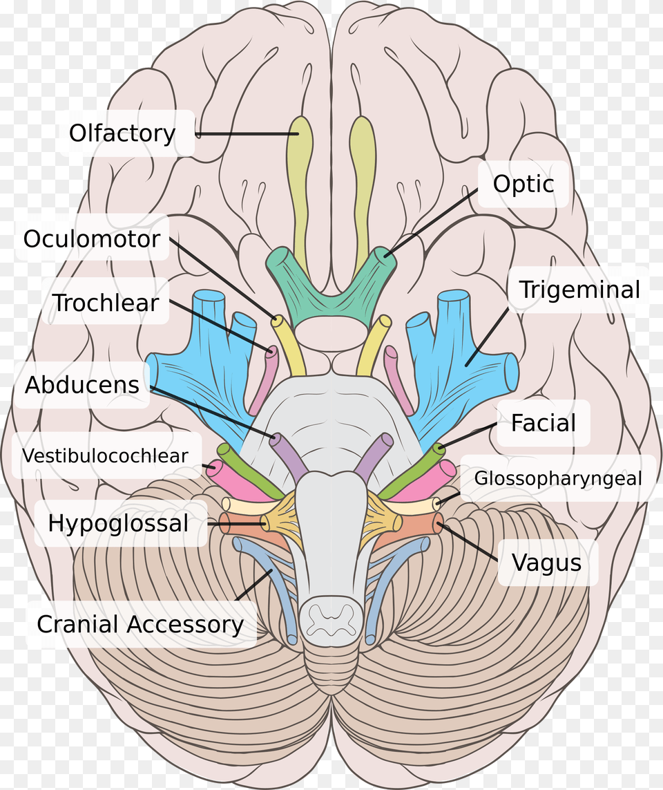 Cranial Nerves Labeled Png