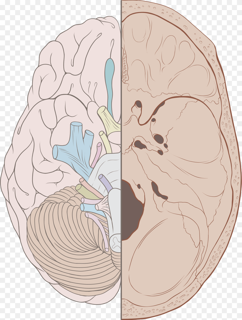 Cranial Nerves On Brain And Skull, Ct Scan Png