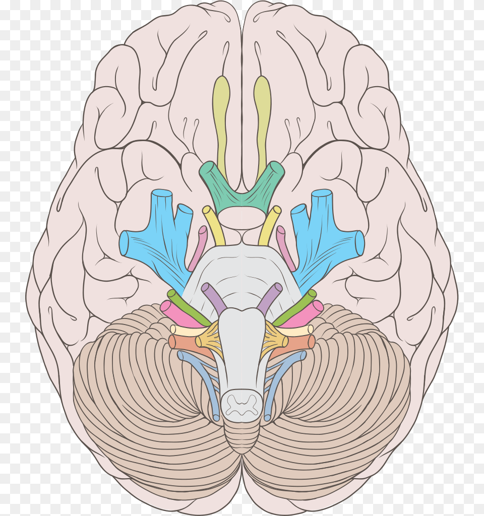 Cranial Nerves Ventral View, Baby, Person Free Png