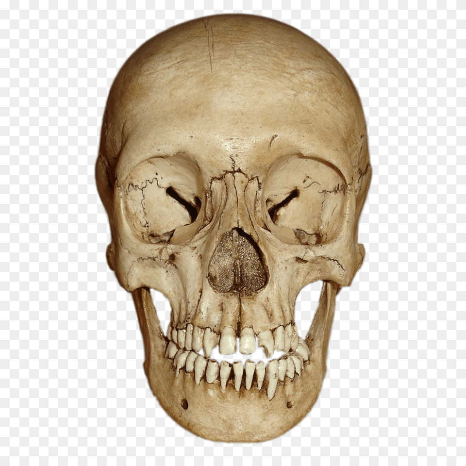 Cranium Front View, Head, Person, Face Free Transparent Png
