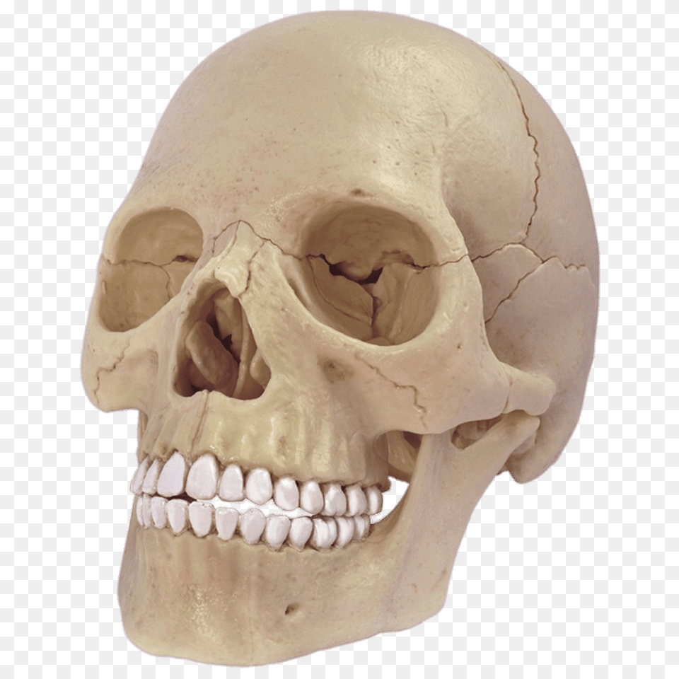 Cranium Model, Head, Person, Face, Body Part Free Png Download