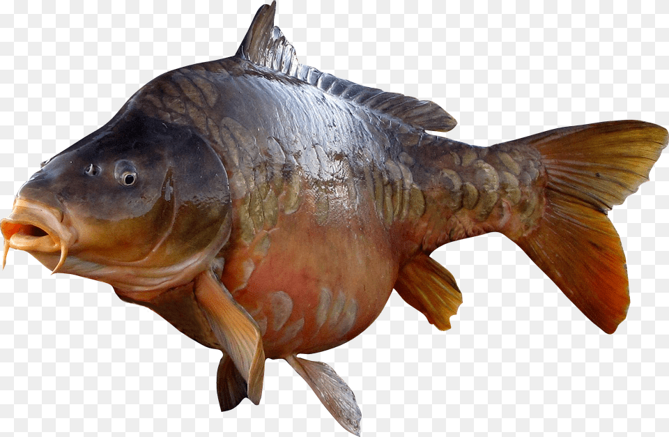 Crap Pete Lac Pescuit Carp Fantasy, Animal, Fish, Sea Life Png