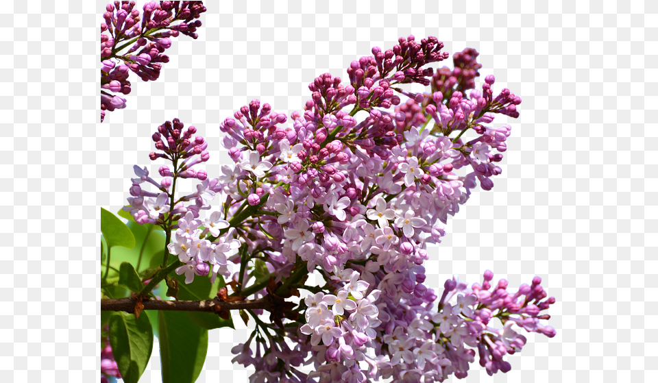 Crape Myrtle, Flower, Plant, Lilac Free Png