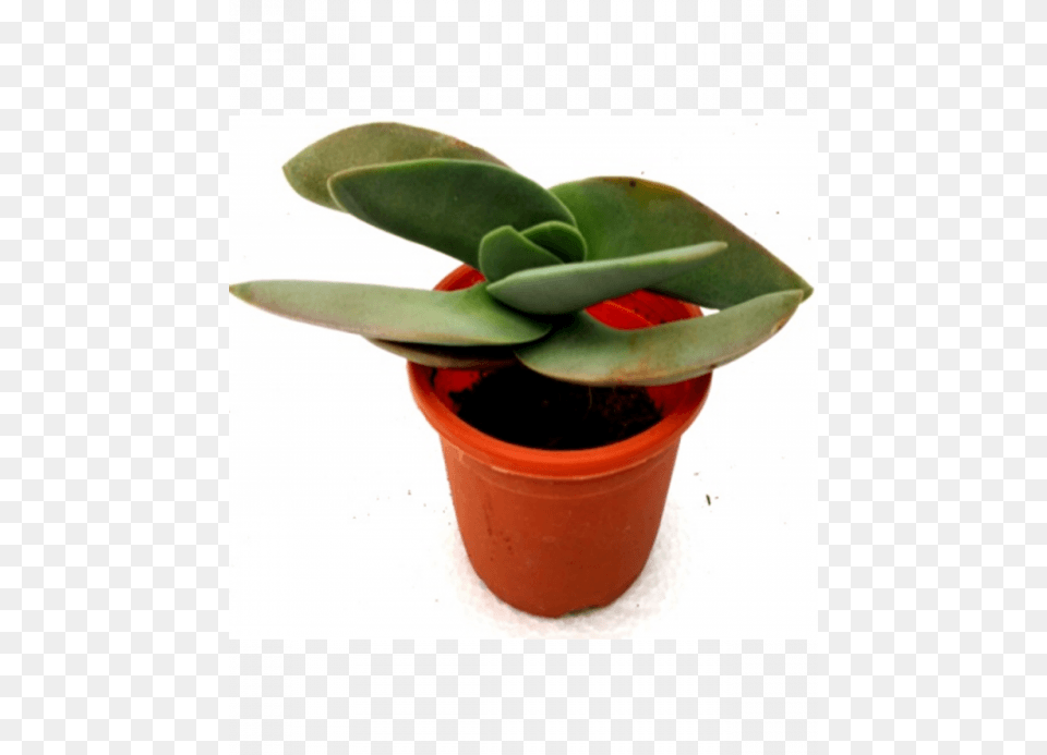 Crassula Falcata Succulent Plant Crassula Falcata, Leaf, Potted Plant, Aloe, Flower Png Image