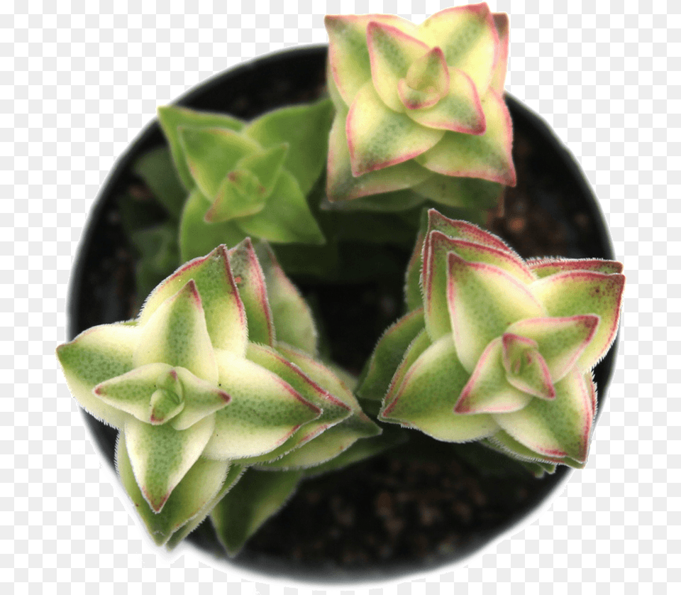 Crassula Perforata Variegata Variegated 39string Of Succulent Plant, Bud, Flower, Sprout, Rose Png