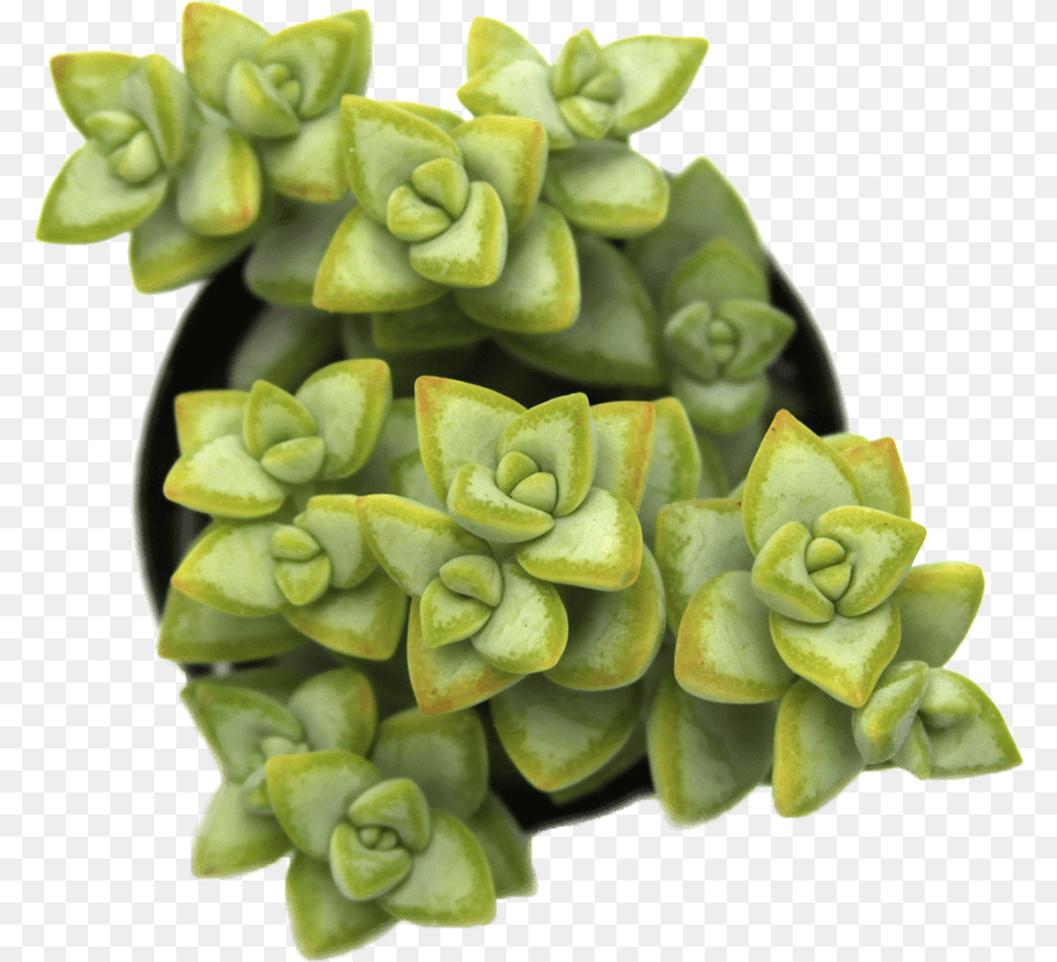 Crassula Rupestris Rosary Vineclass Crassula, Plant, Flower, Potted Plant, Leaf Free Transparent Png