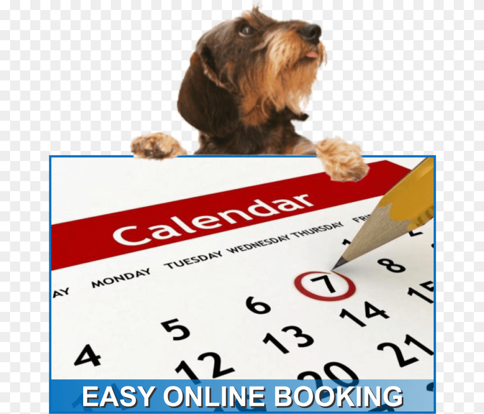 Crate Fun Playful Friendly And Sanitized Environment Diary Dates, Animal, Canine, Dog, Mammal Free Transparent Png
