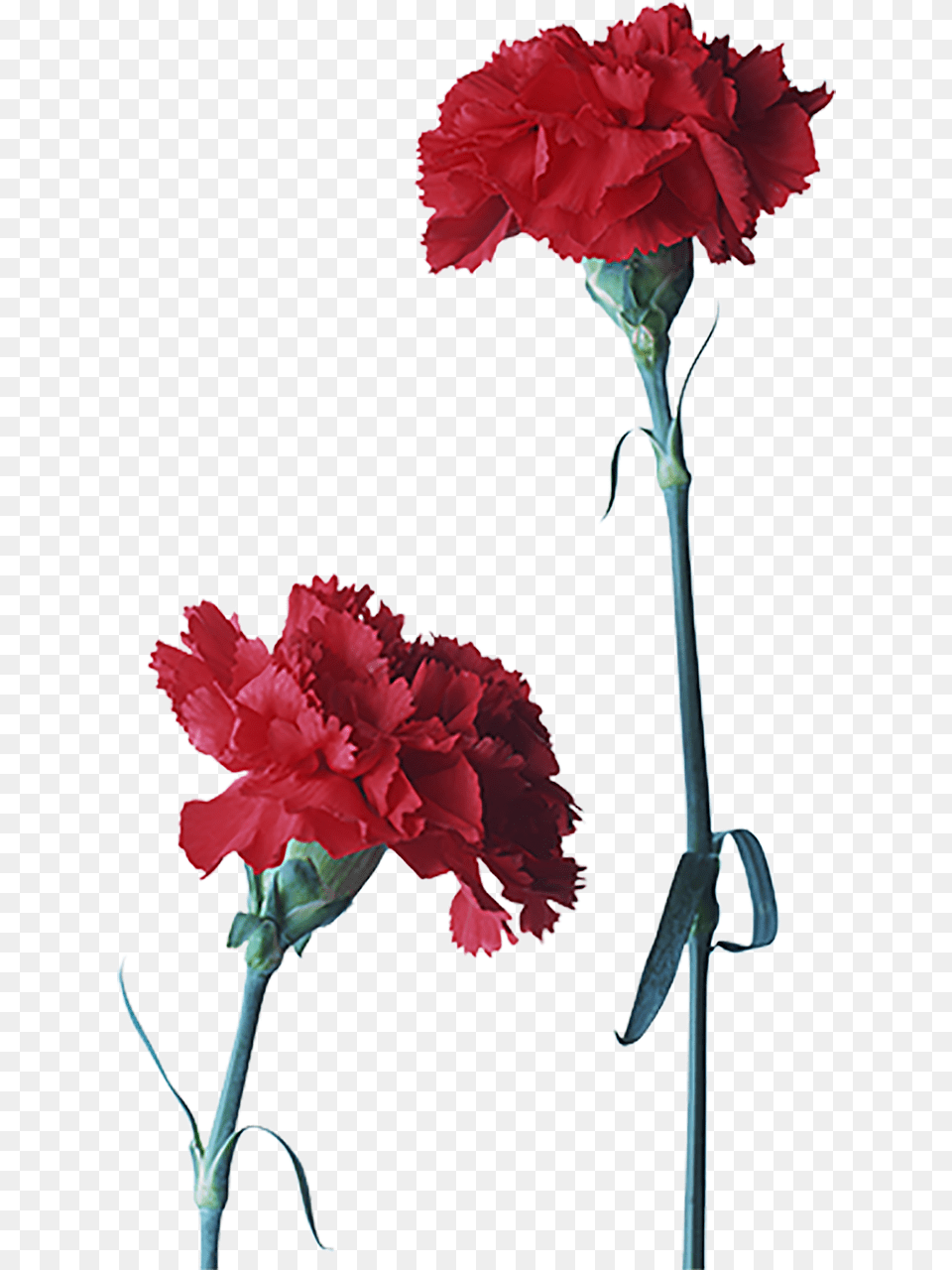 Cravo Flor Em Ingles, Carnation, Flower, Plant, Rose Png Image