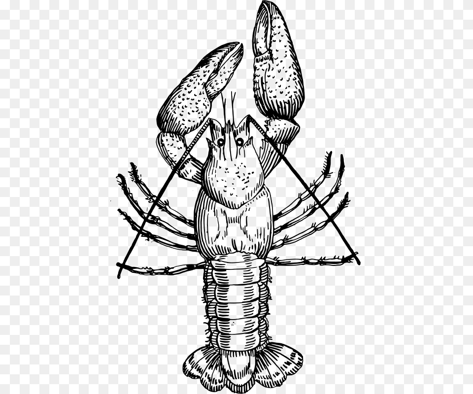 Crawfish, Gray Png Image
