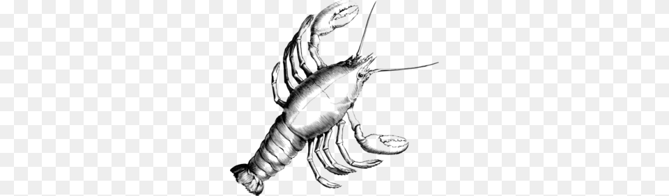 Crawfish Clip Art, Gray Png