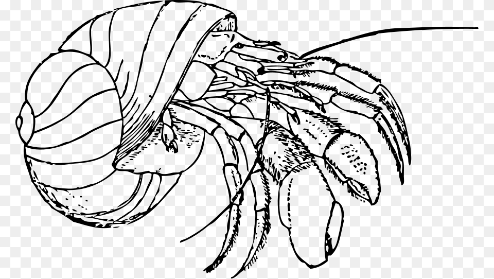 Crawfish Drawing, Gray Free Png