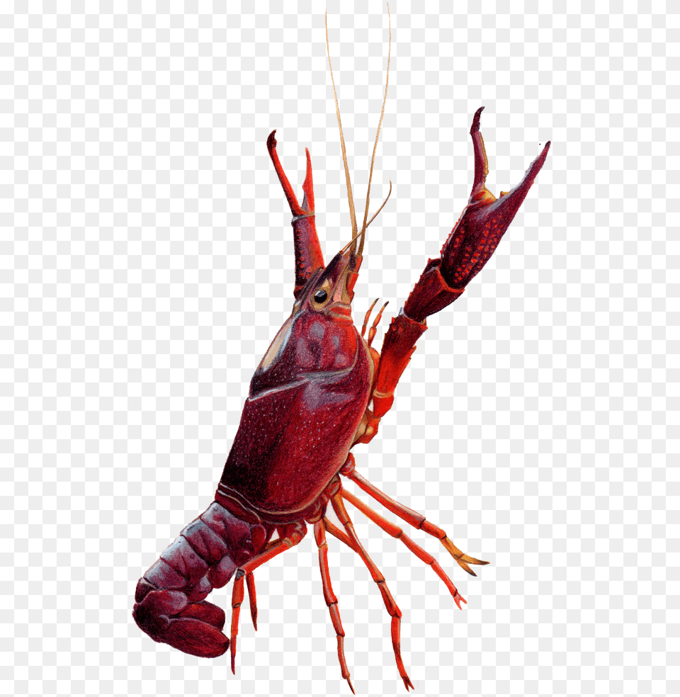 Crawfish Drawing Clipart Crawfish, Food, Seafood, Animal, Sea Life Free Transparent Png