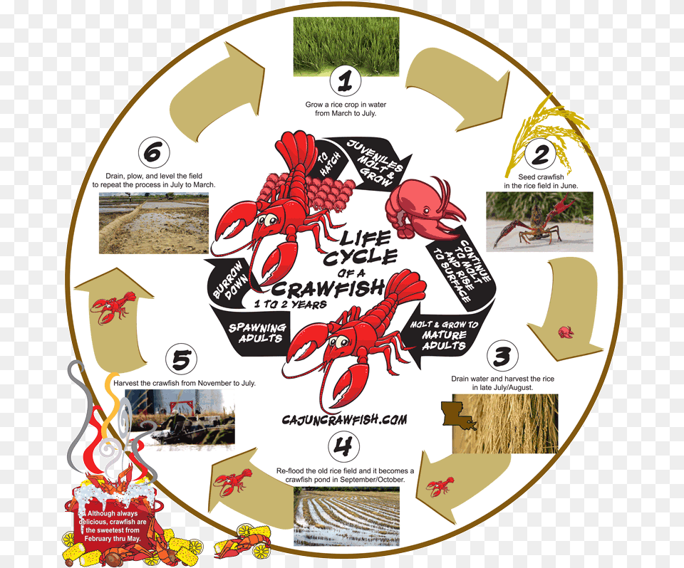 Crawfish Life Cycle Graphic Crawfish Life Cycle, Animal, Sea Life, Poultry, Invertebrate Png Image