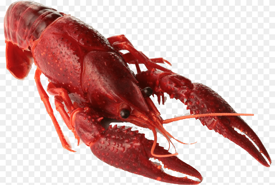 Crawfish Animal, Food, Invertebrate, Lobster Free Transparent Png
