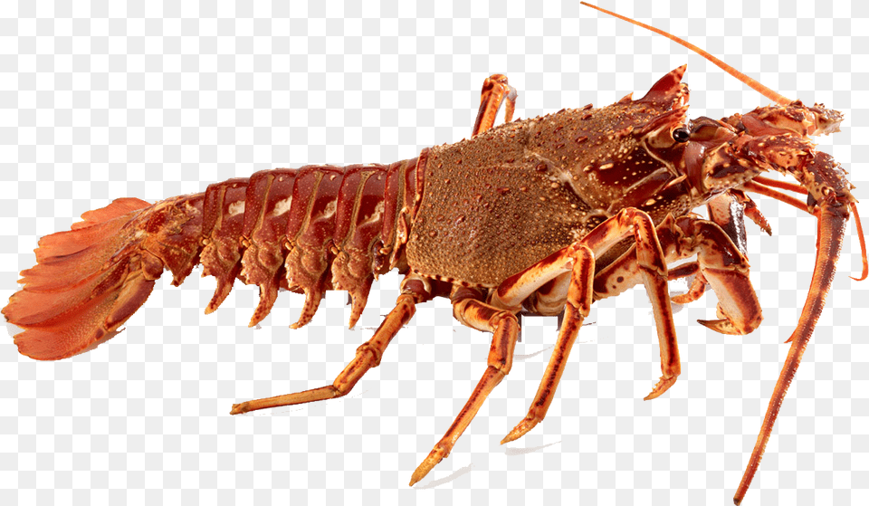 Crawfish Transparent Background Transparent Crawfish, Animal, Food, Invertebrate, Lobster Free Png Download
