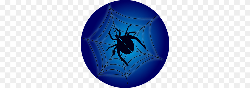 Crawl Spider Web, Animal, Invertebrate, Spider Free Png Download