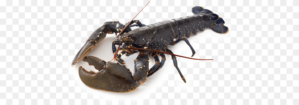 Crayfish And Lobster Difference, Animal, Food, Invertebrate, Sea Life Png Image