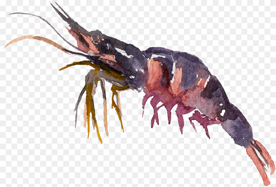 Crayfish Antarctic Krill, Animal, Food, Invertebrate, Sea Life Free Png