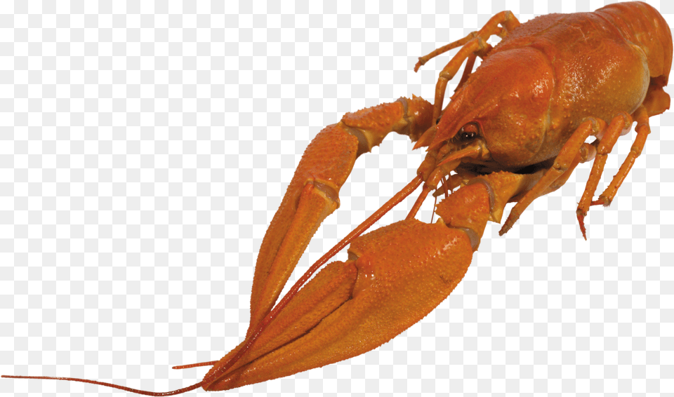 Crayfish Transparent Crayfish Free Png Download