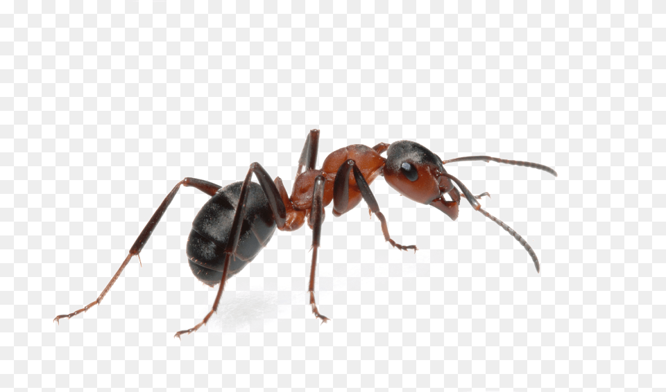 Crayola Marker Clipart Pest Ants, Animal, Insect, Invertebrate, Ant Png Image