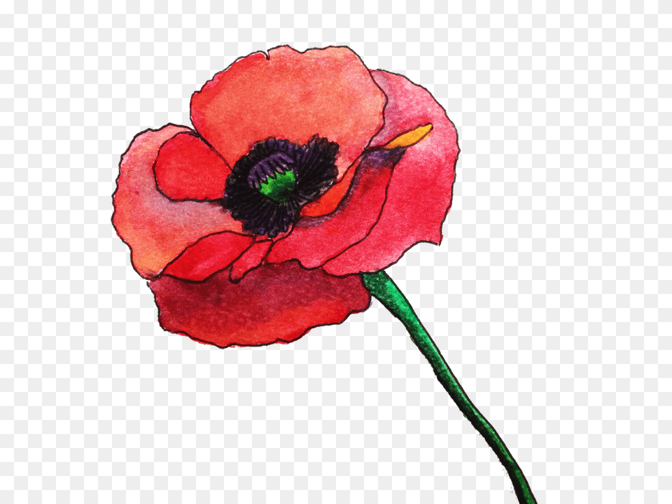 Crayon Watercolor Flowers Using Photoshop, Flower, Plant, Poppy, Rose Free Png