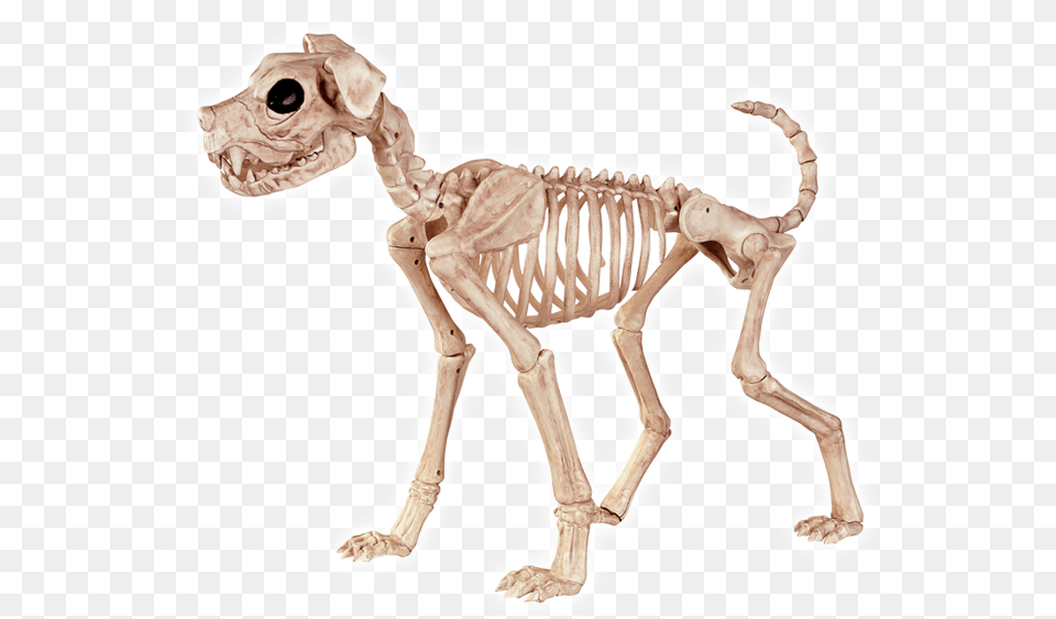 Crazy Bonez Skeleton Dog Crazy Bonez Skeleton Dog Buster Bonez, Animal, Dinosaur, Reptile Png
