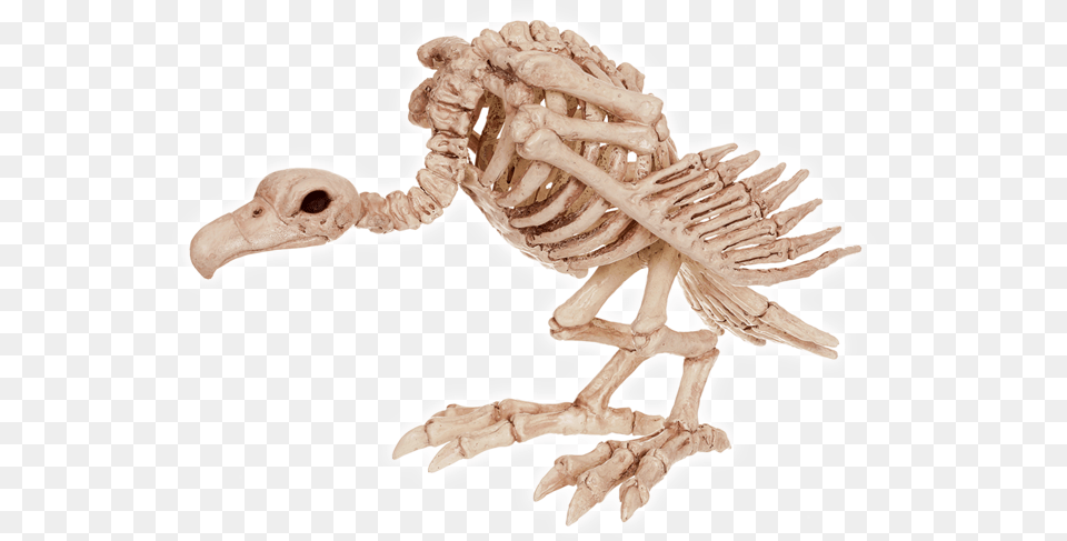Crazy Bonez Skeleton Vulture 10quot Spidersoftheweb Skeleton Of A Vulture, Animal, Antelope, Mammal, Wildlife Png Image
