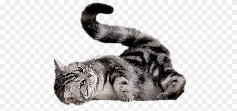 Crazy Cat, Animal, Mammal, Pet Png Image