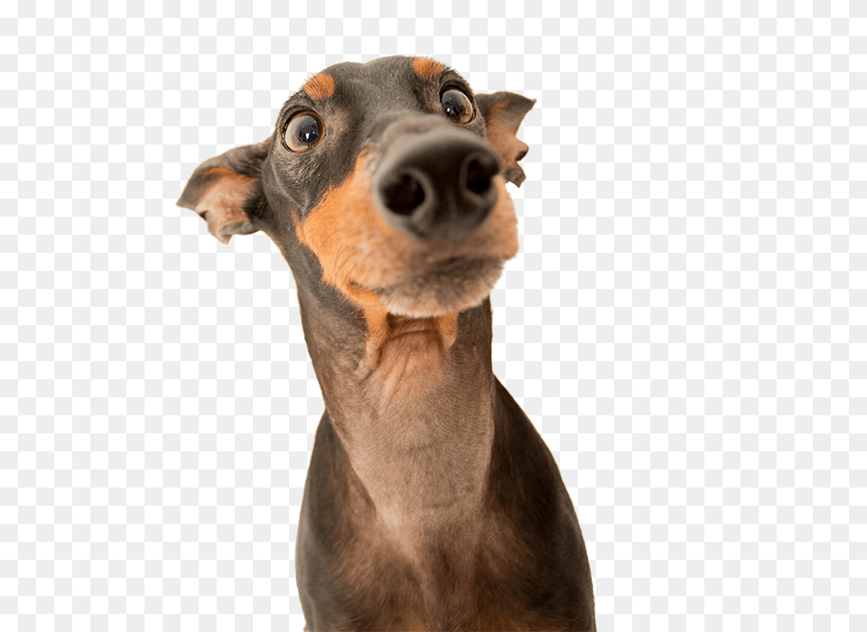 Crazy Dog Face Mini Doberman, Snout, Pet, Mammal, Animal Free Png Download