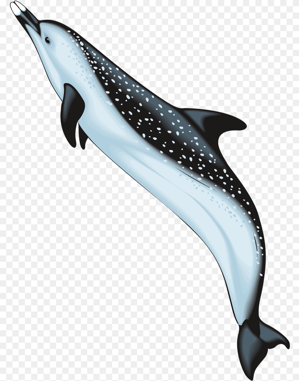 Crazy Ocean Animals Clipart, Animal, Dolphin, Mammal, Sea Life Free Transparent Png