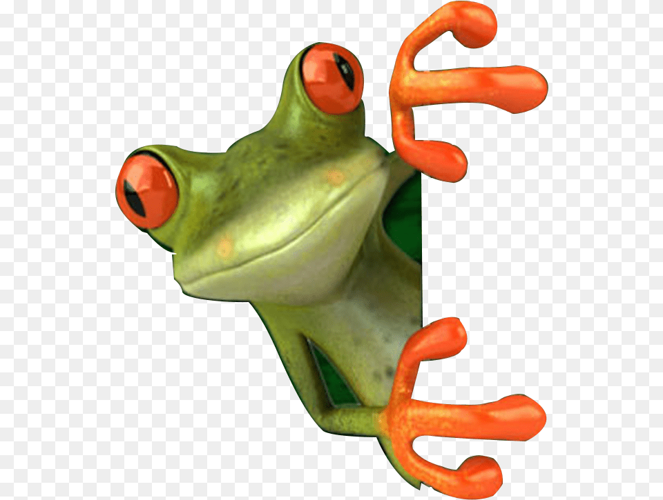 Crazyfrogs Willowbrook, Amphibian, Animal, Frog, Wildlife Free Png