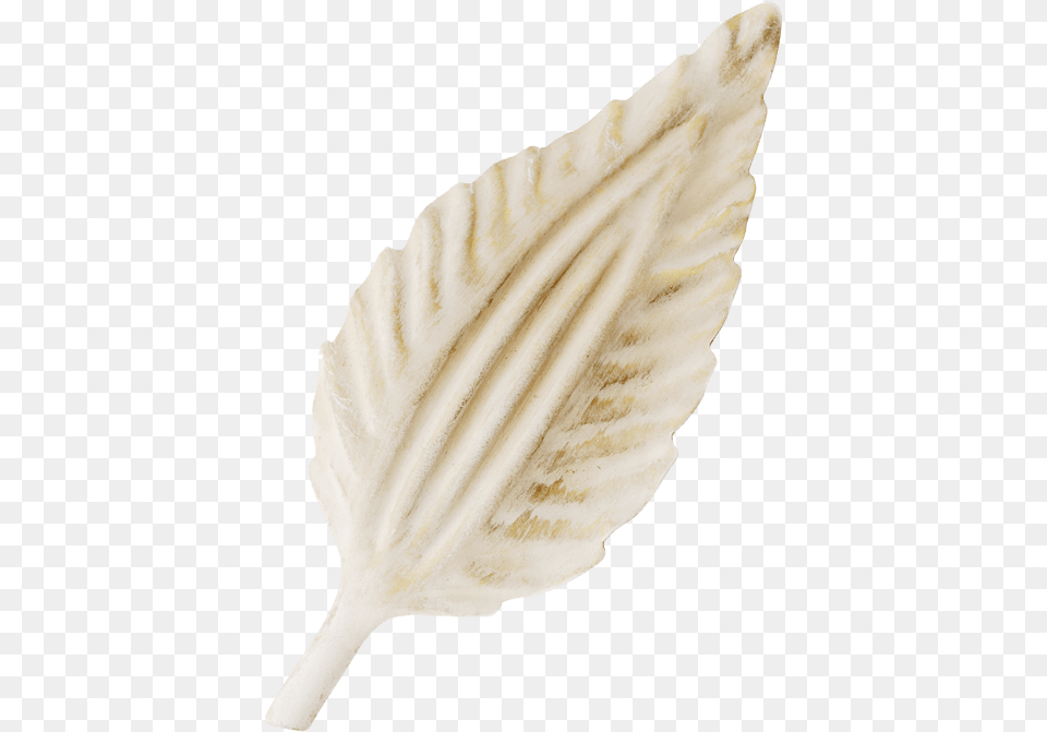 Cream Gold Shell, Animal, Seashell, Sea Life, Invertebrate Free Png