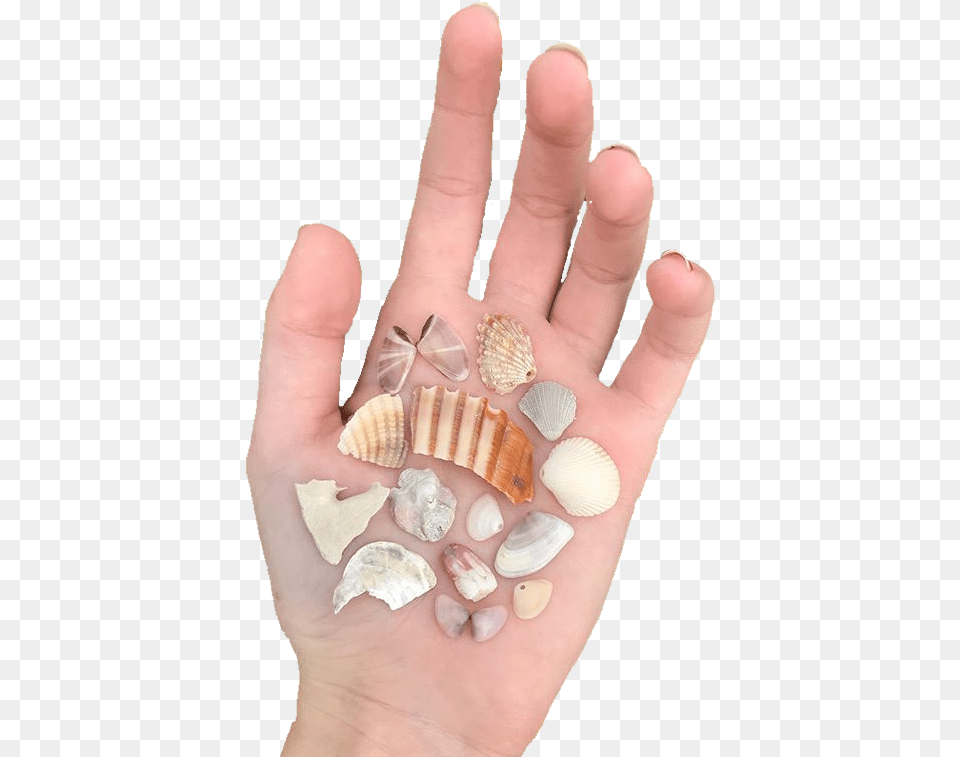 Cream Tan Orange Shells Polyvore Moodboard Filler Hand Shell, Animal, Sea Life, Person, Invertebrate Png Image