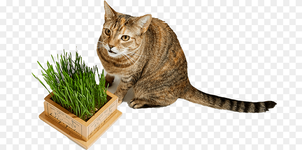 Create A Cat Easter Basket With These 7 Gift Ideas Domestic Cat, Vase, Pottery, Potted Plant, Jar Free Png Download