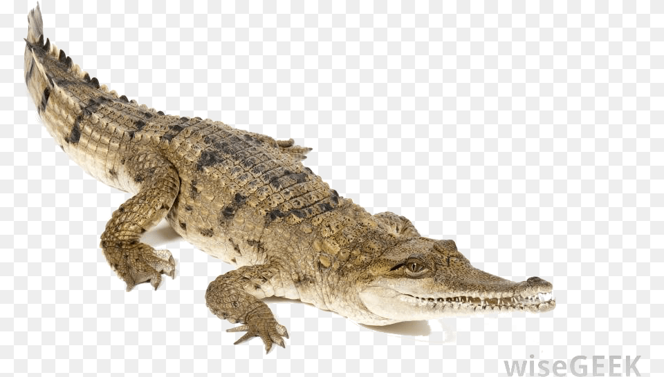 Create A Character Map For Any Character From Lyle Crocodile Oil, Animal, Lizard, Reptile Free Transparent Png