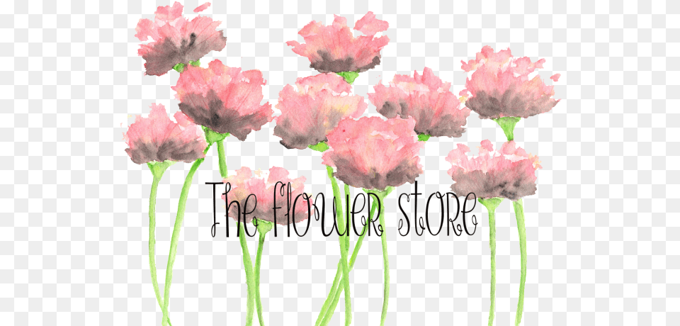 Create A Professional Water Colour Calligraphy Logo Watercolor Pink Flowers, Carnation, Flower, Petal, Plant Png Image