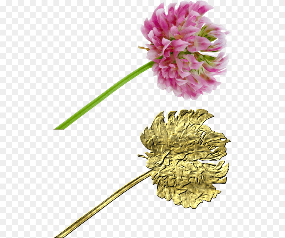 Create Gold Elements, Dahlia, Flower, Plant, Petal Png