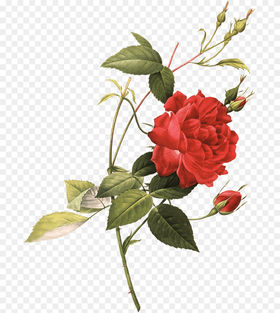Create Your Own Case Tea Rose Botanical Illustration, Flower, Plant, Geranium, Carnation Free Png Download