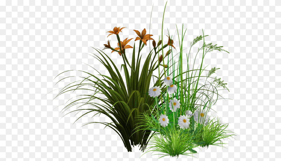 Created By Two Nature Enthusiasts With Decades Of Experience Flowers Images Hd, Daisy, Flower, Flower Arrangement, Flower Bouquet Png
