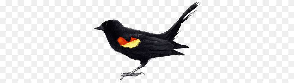 Created With Raphal Red Winged Blackbird Drawing, Animal, Bird, Fish, Sea Life Free Transparent Png